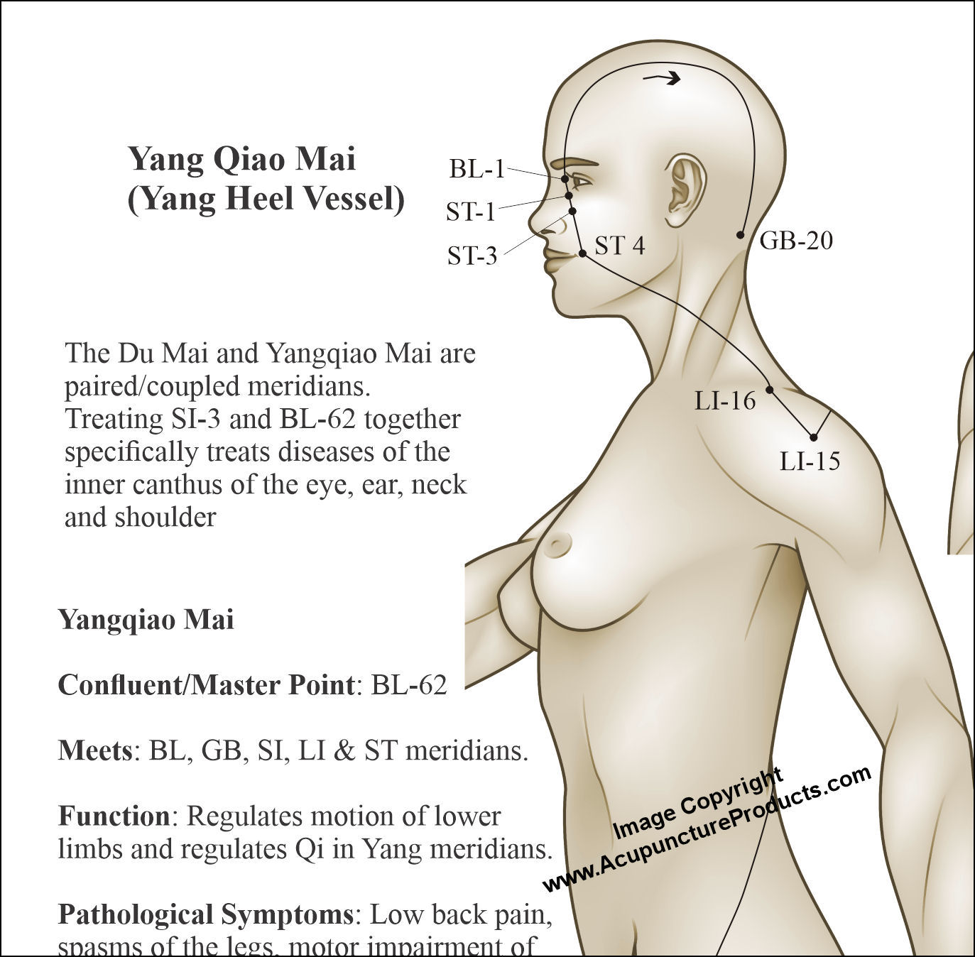 Du Mai Governing Vessel Points Eight Extraordinary Meridian Yang Qiao Mai Points