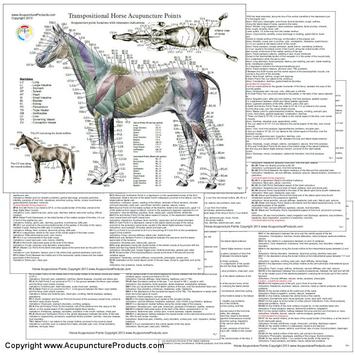 Horse Acupuncture Points Laminated Charts Horse Acupuncture Laminated Chart