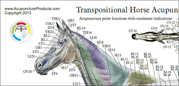 Horse Acupuncture Points Laminated Charts Horse Acupuncture Laminated Chart