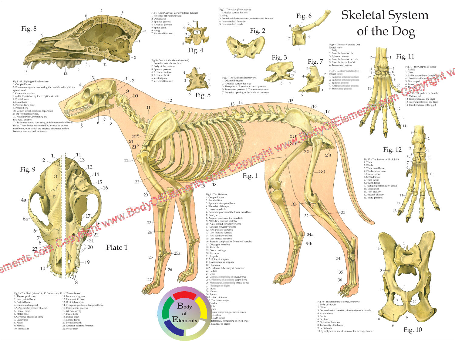 Dog Skeletal Anatomy Poster
