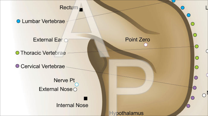 Chinese Auriculotherapy Acupuncture Poster Chinese System of Auricular Ear Acupuncture