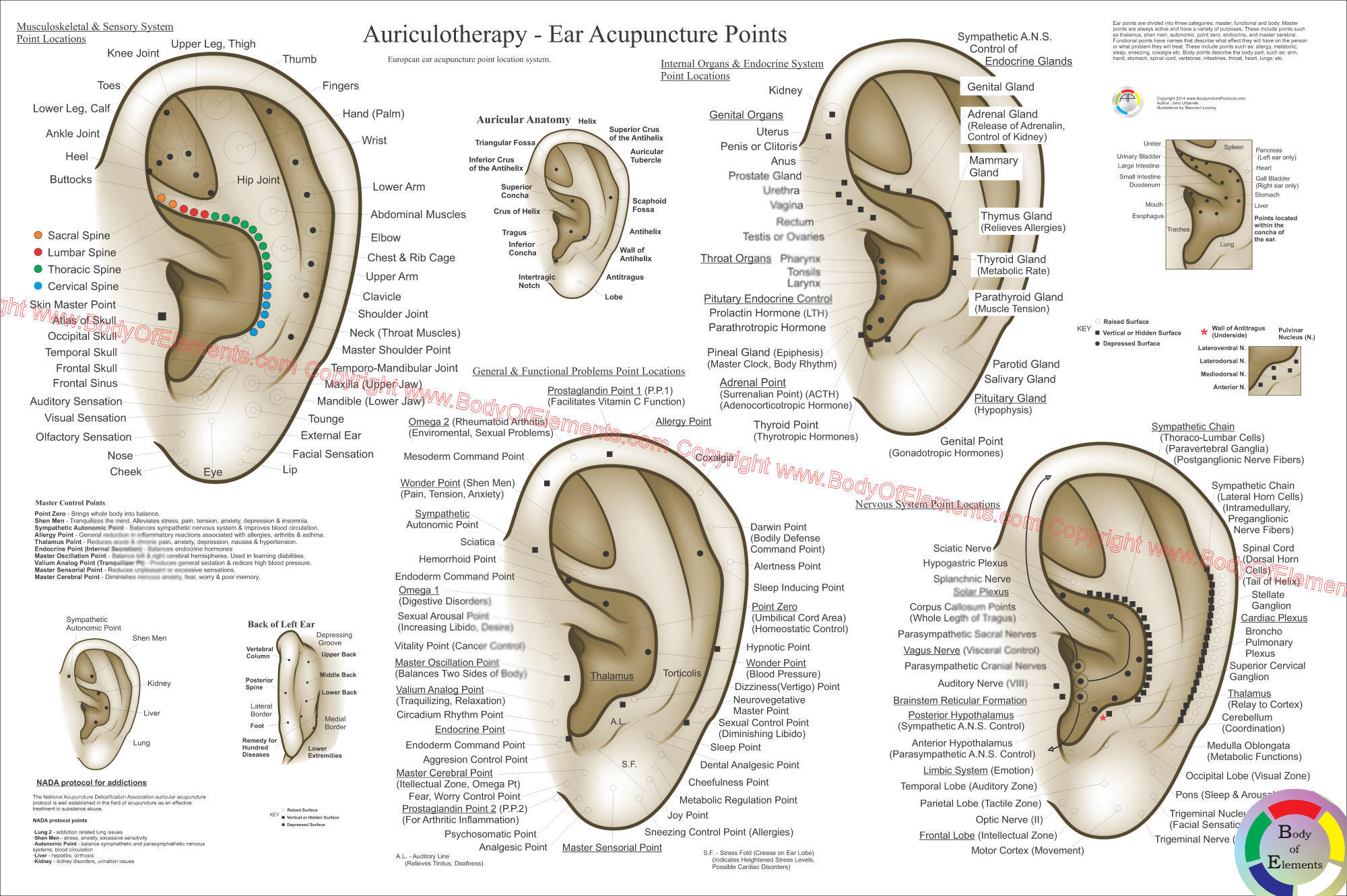 European System of Auriculotherapy Poster European System of Auriculotherapy