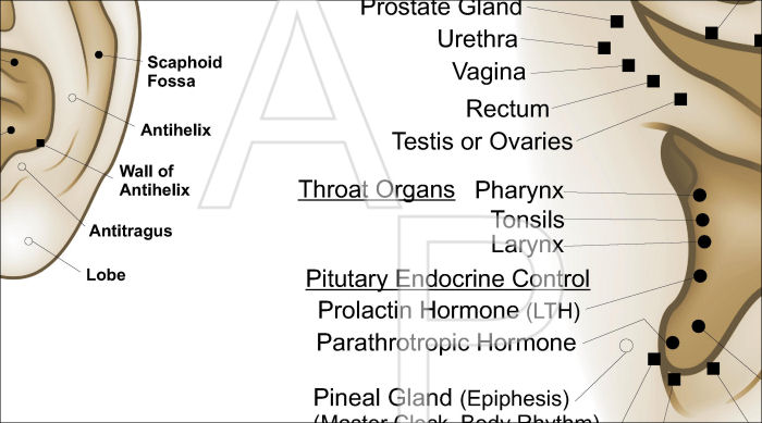 European System of Auriculotherapy Poster European System of Auriculotherapy