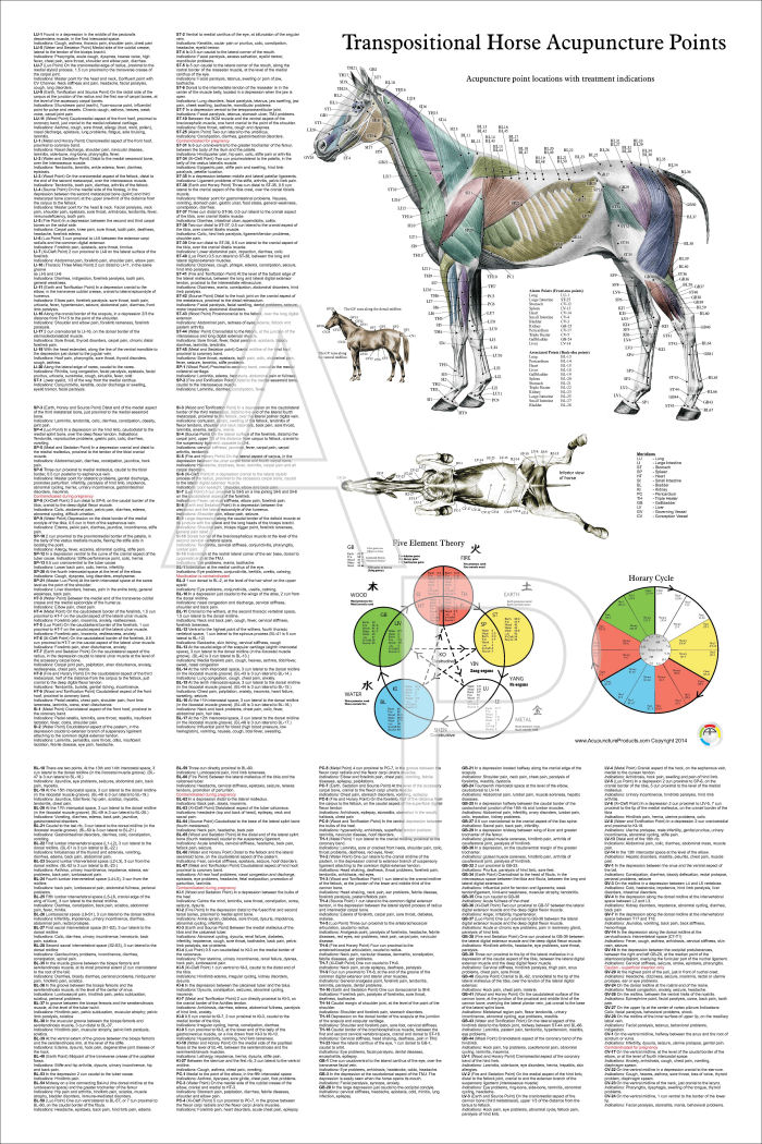 Horse Acupuncture Points Poster Horse Acupuncture Poster
