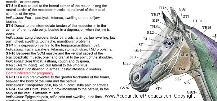 Horse Acupuncture Points Poster Horse Acupuncture Poster