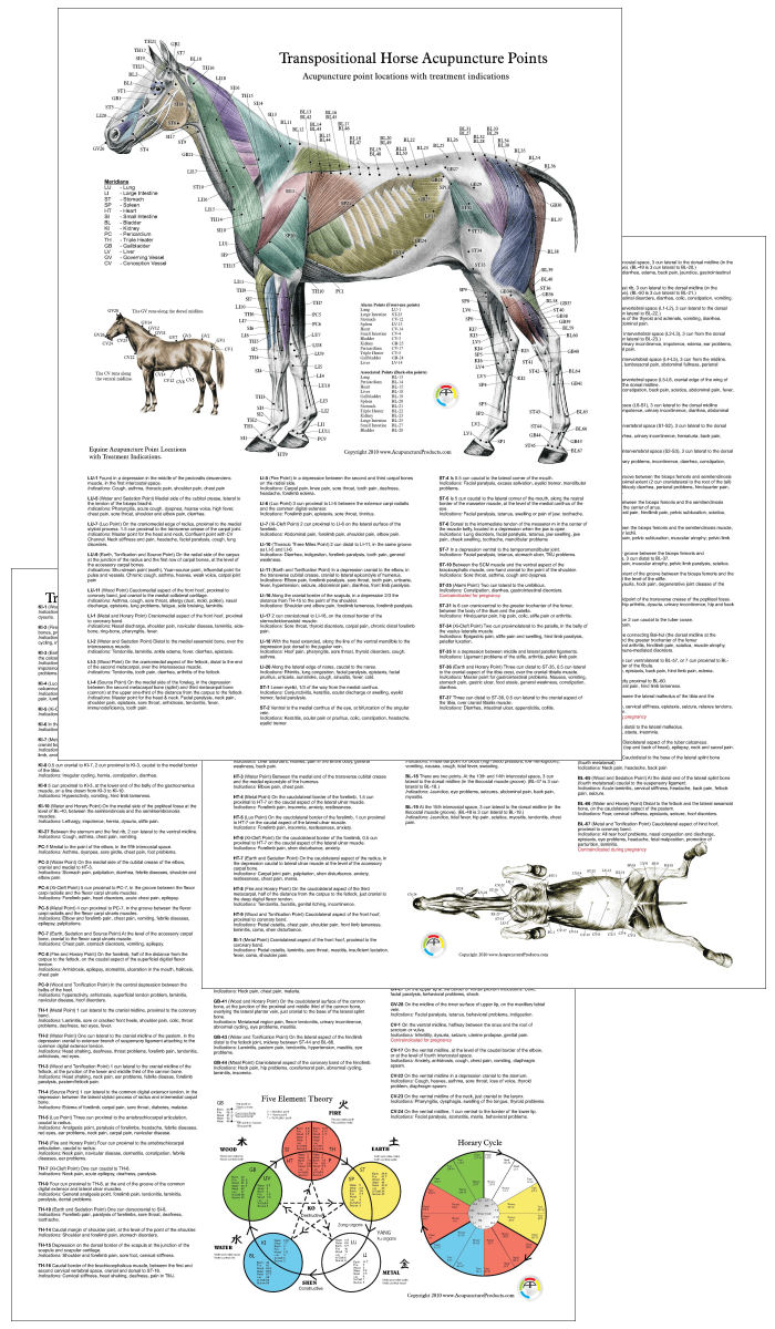 Horse Acupuncture Points Posters Horse Acupuncture Posters