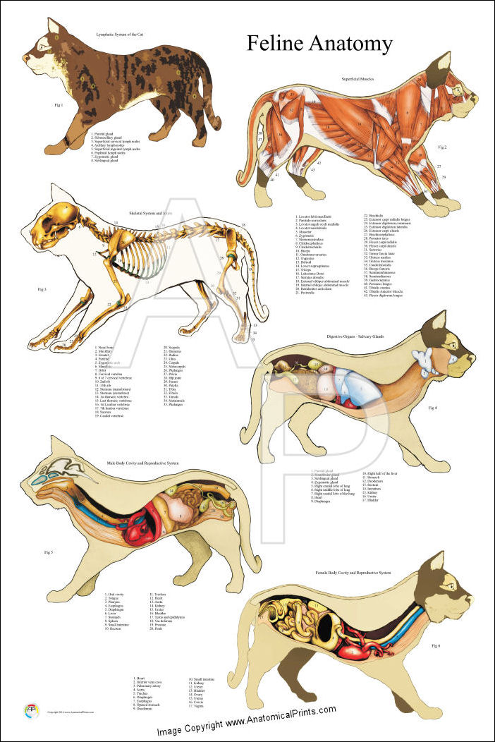 Cat Anatomy Poster
